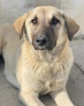 OSLA, Hund, Mischlingshund in Griechenland - Bild 15