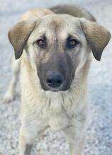 OSLA, Hund, Mischlingshund in Griechenland - Bild 17
