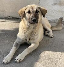 OSLA, Hund, Mischlingshund in Griechenland - Bild 18