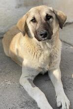 OSLA, Hund, Mischlingshund in Griechenland - Bild 2