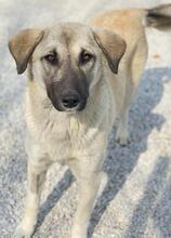 OSLA, Hund, Mischlingshund in Griechenland - Bild 4