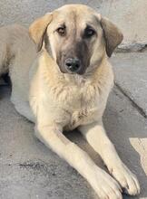 OSLA, Hund, Mischlingshund in Griechenland - Bild 5