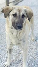 OSLA, Hund, Mischlingshund in Griechenland - Bild 6