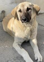 OSLA, Hund, Mischlingshund in Griechenland - Bild 7