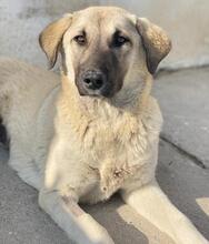 OSLA, Hund, Mischlingshund in Griechenland - Bild 8