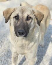 OSLA, Hund, Mischlingshund in Griechenland - Bild 9