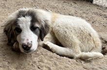 PIET, Hund, Mischlingshund in Griechenland - Bild 13