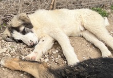 PIET, Hund, Mischlingshund in Griechenland - Bild 15