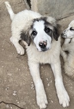 PIET, Hund, Mischlingshund in Griechenland - Bild 2
