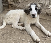 PIET, Hund, Mischlingshund in Griechenland - Bild 3