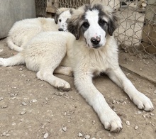 PIET, Hund, Mischlingshund in Griechenland - Bild 5