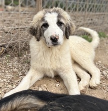PIET, Hund, Mischlingshund in Griechenland - Bild 6