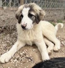 PIET, Hund, Mischlingshund in Griechenland - Bild 7