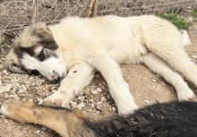 PIET, Hund, Mischlingshund in Griechenland - Bild 8