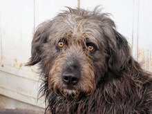 JULIAN, Hund, Mischlingshund in Italien - Bild 1
