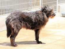 JULIAN, Hund, Mischlingshund in Italien - Bild 10