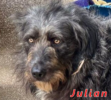 JULIAN, Hund, Mischlingshund in Italien - Bild 11