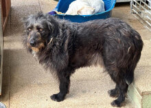 JULIAN, Hund, Mischlingshund in Italien - Bild 12