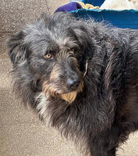 JULIAN, Hund, Mischlingshund in Italien - Bild 13