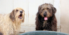 JULIAN, Hund, Mischlingshund in Italien - Bild 5