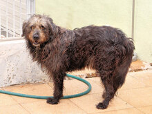 JULIAN, Hund, Mischlingshund in Italien - Bild 6