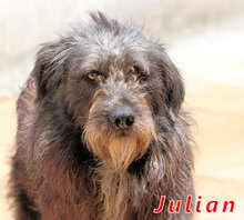 JULIAN, Hund, Mischlingshund in Italien - Bild 8