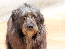 JULIAN, Hund, Mischlingshund in Italien - Bild 9