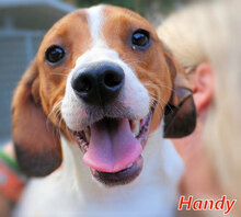 HANDY, Hund, Mischlingshund in Italien - Bild 1
