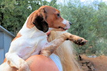 HANDY, Hund, Mischlingshund in Italien - Bild 11