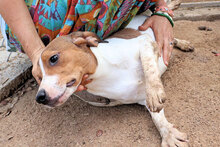 HANDY, Hund, Mischlingshund in Italien - Bild 13