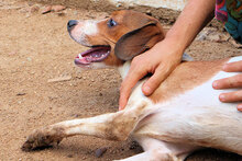 HANDY, Hund, Mischlingshund in Italien - Bild 14