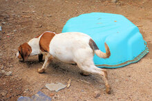 HANDY, Hund, Mischlingshund in Italien - Bild 15