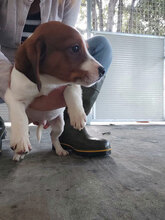 HANDY, Hund, Mischlingshund in Italien - Bild 16