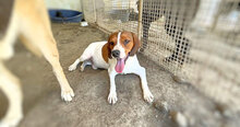 HANDY, Hund, Mischlingshund in Italien - Bild 2