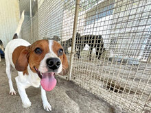 HANDY, Hund, Mischlingshund in Italien - Bild 3