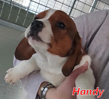 HANDY, Hund, Mischlingshund in Italien - Bild 9