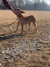 CUKI, Hund, Mischlingshund in Ungarn - Bild 3