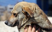 DAISY, Hund, Mischlingshund in Krefeld - Bild 5