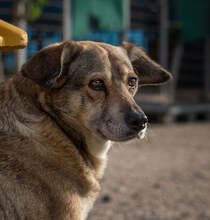 DAISY, Hund, Mischlingshund in Krefeld - Bild 6