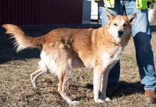 REX, Hund, Mischlingshund in Ungarn - Bild 1