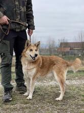 REX, Hund, Mischlingshund in Ungarn - Bild 4