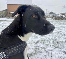 HENNA, Hund, Mischlingshund in Griechenland - Bild 4