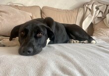 HENNA, Hund, Mischlingshund in Beulich - Bild 1