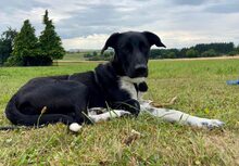 HENNA, Hund, Mischlingshund in Beulich - Bild 3