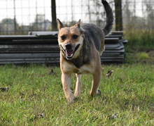 PEJCSIK, Hund, Mischlingshund in Ungarn - Bild 1