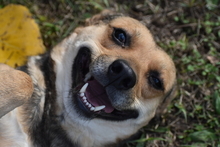 PEJCSIK, Hund, Mischlingshund in Ungarn - Bild 3