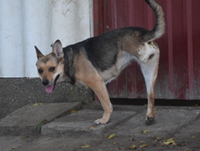 PEJCSIK, Hund, Mischlingshund in Ungarn - Bild 4