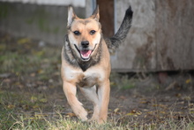 PEJCSIK, Hund, Mischlingshund in Ungarn - Bild 5