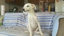 ALISON, Hund, Mischlingshund in Griechenland - Bild 3
