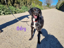 ODRY, Hund, Mischlingshund in Spanien - Bild 2